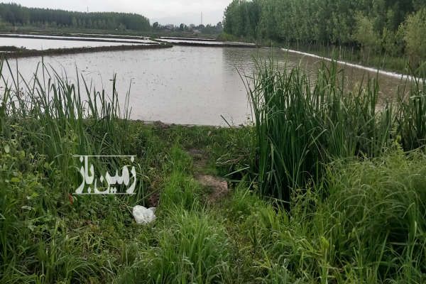 زمین کشاورزی صومعه سرا روستای شارم ۶۳۴۰ متر-3
