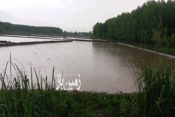 زمین کشاورزی صومعه سرا روستای شارم ۶۳۴۰ متر-4