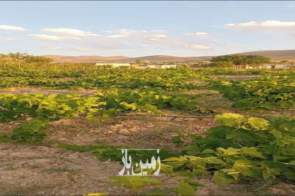 باغ انگور و درخت جاده زنجان بیجار روستای اژدهاتو ۱۳۶۲ متر-1