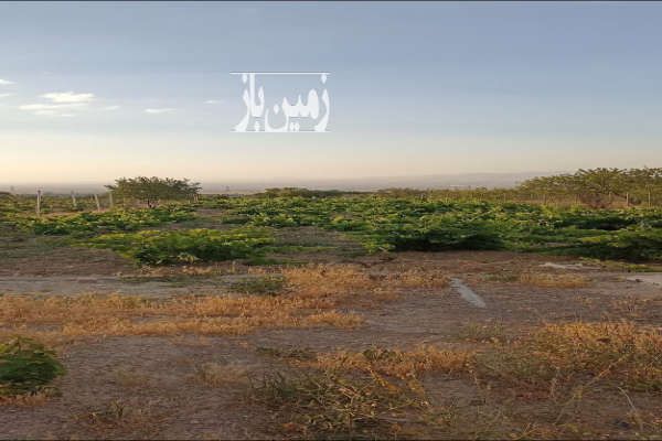 باغ انگور و درخت جاده زنجان بیجار روستای اژدهاتو ۱۳۶۲ متر-2