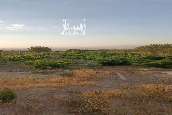 باغ انگور و درخت جاده زنجان بیجار روستای اژدهاتو ۱۳۶۲ متر - تصویر 2