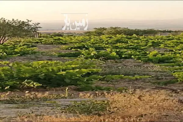 باغ انگور و درخت جاده زنجان بیجار روستای اژدهاتو ۱۳۶۲ متر - تصویر 3
