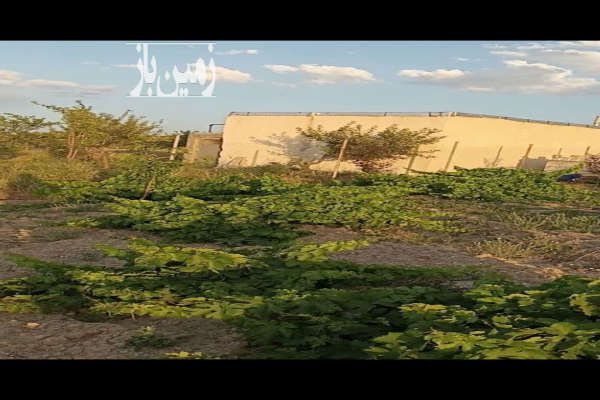 باغ انگور و درخت جاده زنجان بیجار روستای اژدهاتو ۱۳۶۲ متر-4