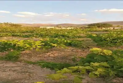 باغ انگور و درخت جاده زنجان بیجار روستای اژدهاتو ۱۳۶۲ متر