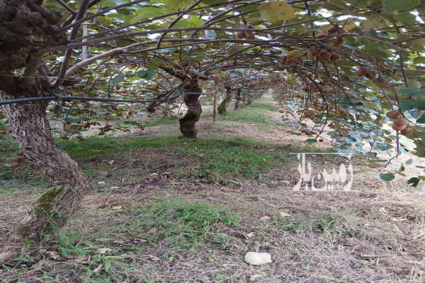 فروش باغ کیوی پرمحصول سندششدانگ ۴۰۰۰ متر-1