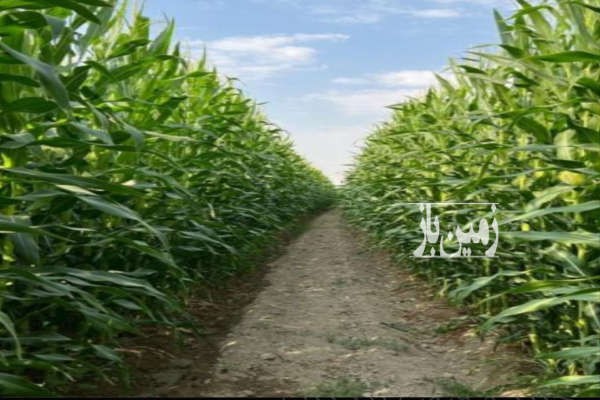 فروش ۲ هکتار زمین استان قزوین روستای حاجی تپه-2
