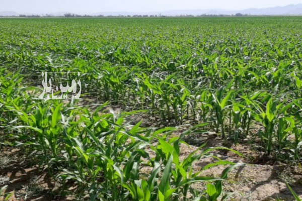 فروش ۲ هکتار زمین استان قزوین روستای حاجی تپه-3