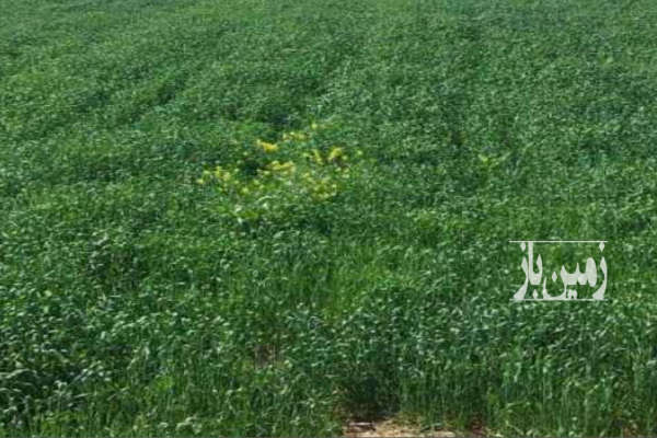 فروش ۲ هکتار زمین استان قزوین روستای حاجی تپه-4