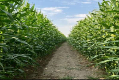 فروش ۲ هکتار زمین استان قزوین روستای حاجی تپه