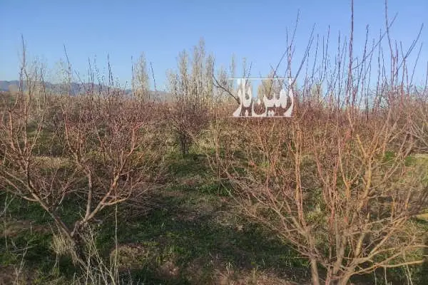 فروش زمین زراعی در یوسف آباد ۵۰۰۰ متر - تصویر 2