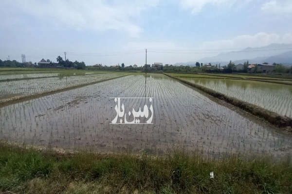 زمین برنج کاری منطقه پرآب رحیم آباد ۱۰۰۰ متر-1