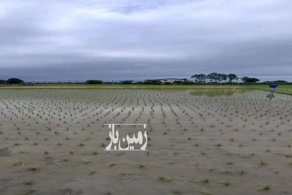 زمین برنج کاری منطقه پرآب رحیم آباد ۱۰۰۰ متر-2