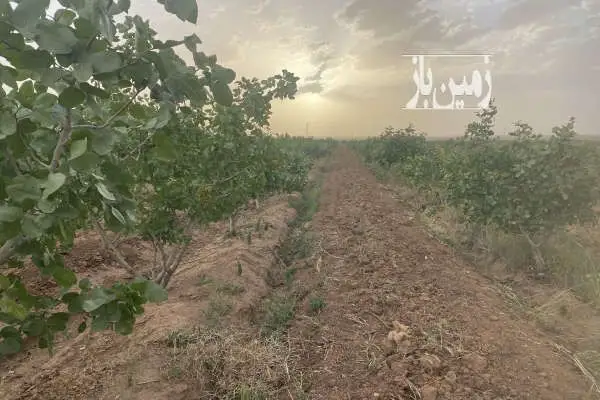 باغ پسته در بویین زهرا ۵۰۰۰ متر - تصویر 3