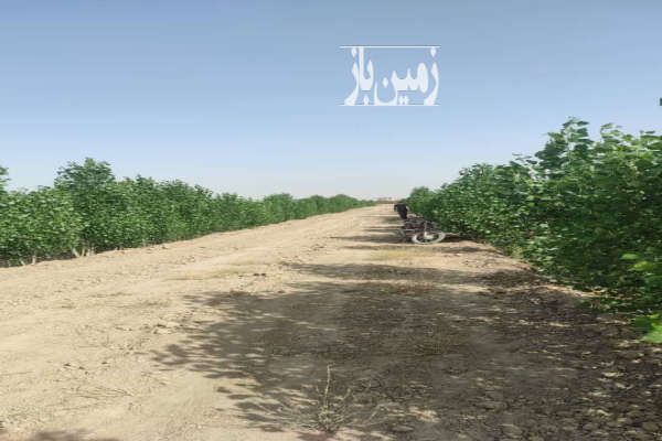 باغ ۲ هکتاری درخت های میوه احمدآبادمستوفی بهمن آباد-2