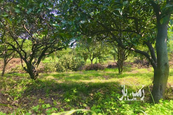 زمین در رودباری کنار تنکابن زیر قیمت ۸۹۵ متر-4