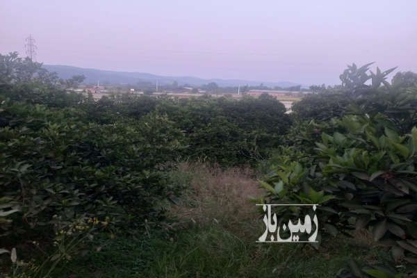 فروش باغ مرکبات شیرگاه جاده نظامی روستای کتی لته ۱۰۳۰ متر-3