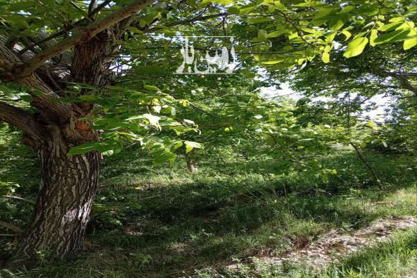 باغ ۶۵۰متر روستای چشمه احمدرضا با آب چشمه-1