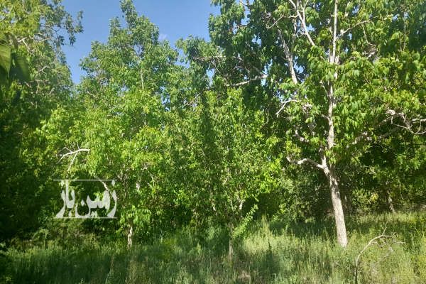 باغ ۶۵۰متر روستای چشمه احمدرضا با آب چشمه-2