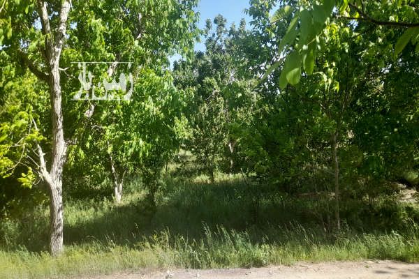 باغ ۶۵۰متر روستای چشمه احمدرضا با آب چشمه-3