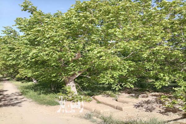 باغ ۶۵۰متر روستای چشمه احمدرضا با آب چشمه-4