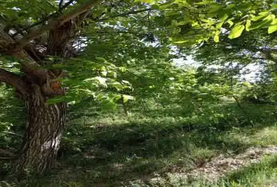 باغ ۶۵۰متر روستای چشمه احمدرضا با آب چشمه