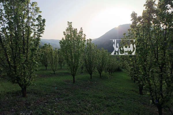 باغ سیاه ریشه سیب گلابی و به بهشهر روستای ونشید ۱۷۰۰۰ متر-3