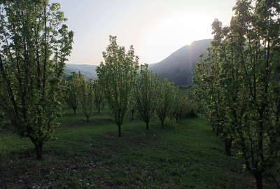 باغ سیاه ریشه سیب گلابی و به بهشهر روستای ونشید ۱۷۰۰۰ متر