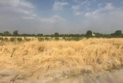 زمین کشاورزی ۳۰۰۰۰ متر گل تپه کبیر