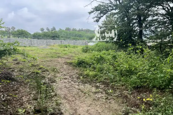 زمین ۷۵۰ متر روستای حاجیکلا وصل به جنگل ویو ابدی عالی - تصویر 3