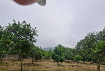 زمین در۵ کیلومتری تنکابن بادیدعالی جنگل ودریا محدوده طالش محله