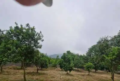 زمین بادید عالی جنگل ودریا محدوده طالش محله