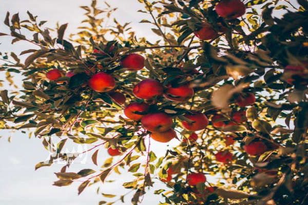 فروش باغ ۱۵ ساله دماوند همند وادان جای دنج ویلا نشین-1
