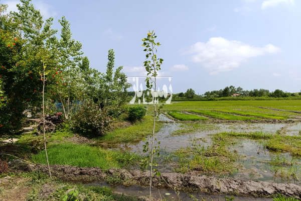 زمین و خانه کلنگی با شالیزار وباغ ۱۱۰۰۰ متر-3