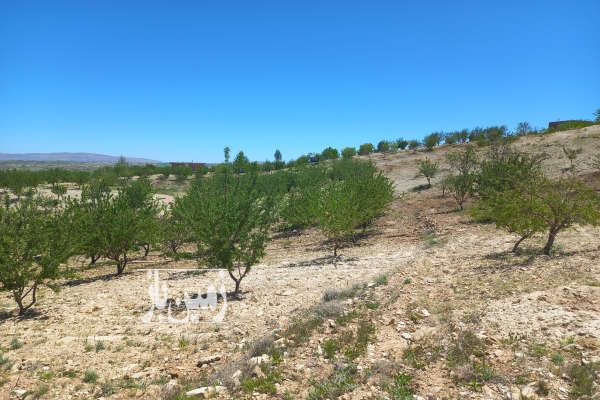 فروش زمین باغ سی کیلومتری شیراز جاده هفت برم ۲۴۰۰ متر-1