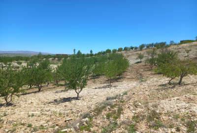 فروش زمین باغ سی کیلومتری شیراز جاده هفت برم ۲۴۰۰ متر