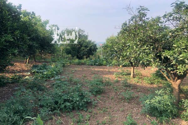 فروش زمین با ویو ابدی وسطی کلا ۲۰۰۰ متر-3