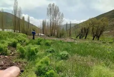 فروش زمین داخل بافت روستای آزاربر جاده چالوس