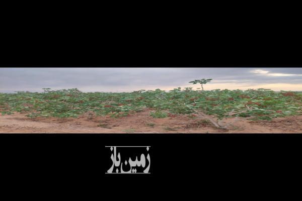 باغ پسته با درختان ۲۰ساله-1