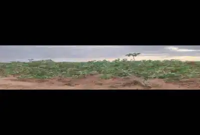 باغ پسته با درختان ۲۰ساله