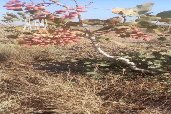 زمین پسته سنددار حسن اباد جاده چرمشهر-1