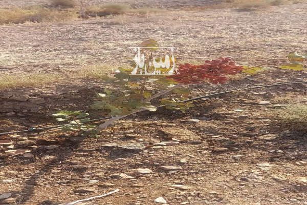 زمین پسته سنددار حسن اباد جاده چرمشهر-2