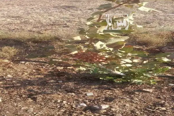 زمین پسته سنددار حسن اباد جاده چرمشهر - تصویر 3
