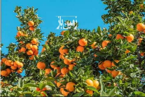 در منطقه تنکابن شیرود فقیه محله ملک و زمین-1