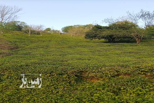 زمین کشاورزی واقع روستای علیسرود ۲۲۰۰ متر-1