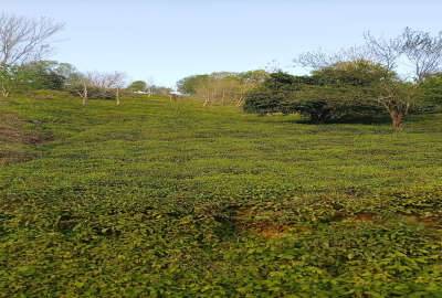 زمین کشاورزی واقع روستای علیسرود ۲۲۰۰ متر