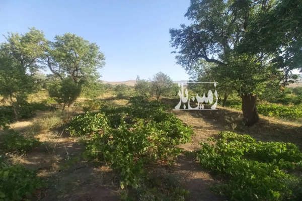 دوقطعه باغ انگور وبادام که هر کدام حدودا ۲۵۰ متر-1