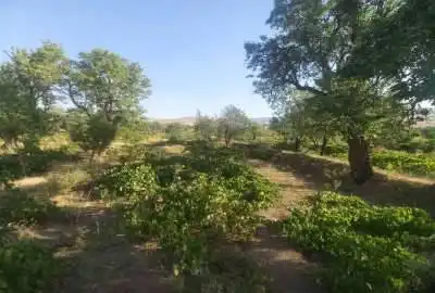 دوقطعه باغ انگور وبادام که هر کدام حدودا ۲۵۰ متر