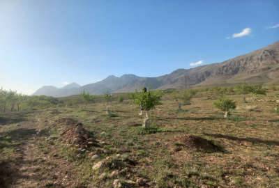 فروش باغ بادام ۲۲۰۰ متر اصفهان چادگان روستای معروف اباد