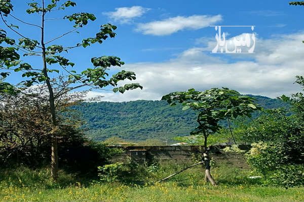 ماسال ۱۰۰۰ متر زمین سند تکبرگ مسکونی با کلیه امتیازات-4
