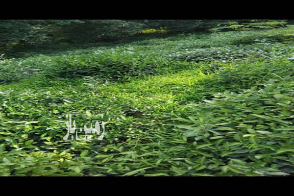 باغ چای به همراه درخت مرکبات ۶۰۰ متر-1